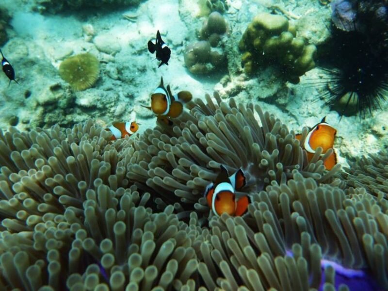 Ko Lanta: 4 Islands and Emerald Cave Snorkeling Trip - Participant Information