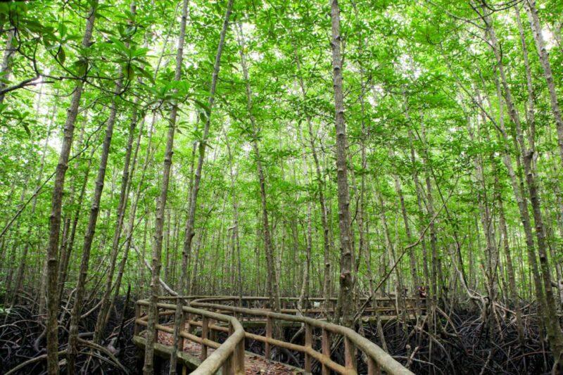 Ko Lanta: Half-Day Mangrove Boat Trip With Local Guide - Key Points