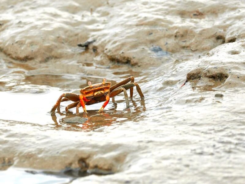 Ko Lanta: Half-Day Mangrove Boat Trip With Local Guide - Unique Wildlife Encounters