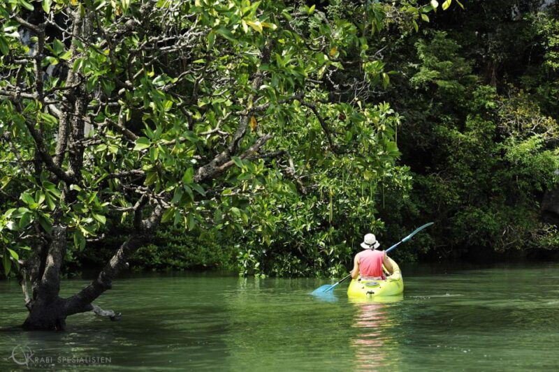 Ko Lanta: Half-Day Mangrove Kayaking Tour With Lunch - Key Points