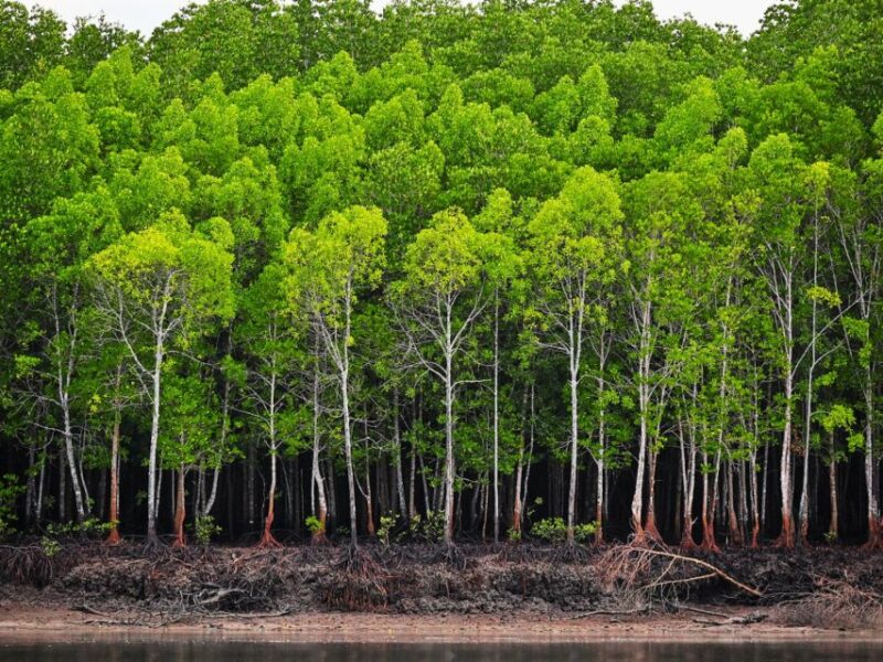 Ko Lanta: Half-Day Mangrove Kayaking With Lunch - Itinerary and Schedule