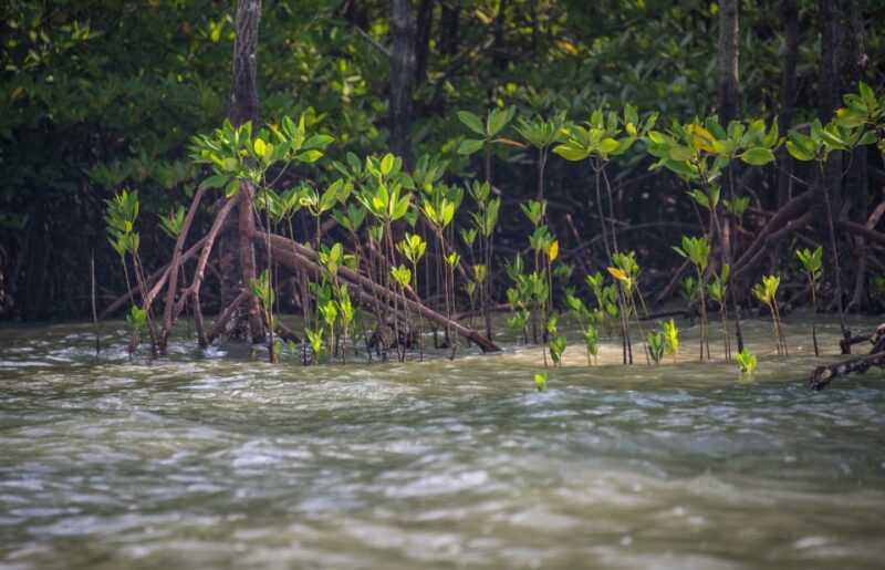 Ko Lanta: Half-Day Mangrove Kayaking With Lunch - Wildlife Encounters