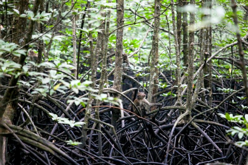Ko Lanta: Half-Day Mangrove Kayaking With Lunch - Cultural Immersion