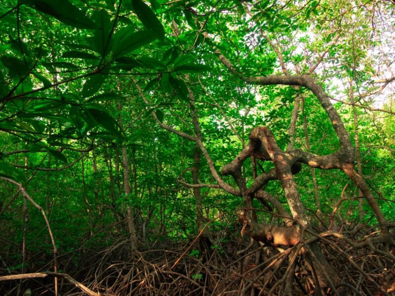 Ko Lanta: Mangrove Forest Kayak & Wildlife Adventure - Scenic Views and Marine Life