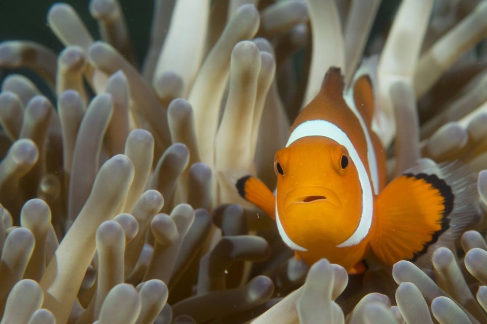 Ko Lanta: Private Snorkeling Tour at Ko Ma, Ko Ngai, Ko Mook - Exclusions