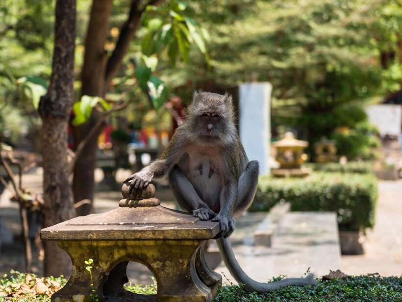 Ko Lanta: Private Tiger Cave, Hot Spring & Emerald Pool Tour - Important Information