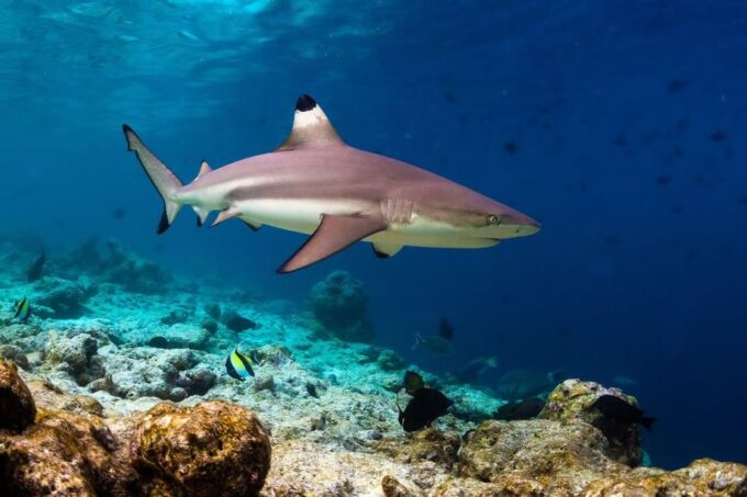 Ko Phi Phi Don: Speedboat Day Trip With Shark Snorkeling - What to Bring and Wear