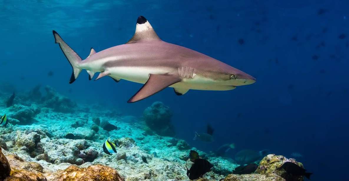 Ko Phi Phi Don: Speedboat Day Trip With Shark Snorkeling - Snorkeling With Marine Life