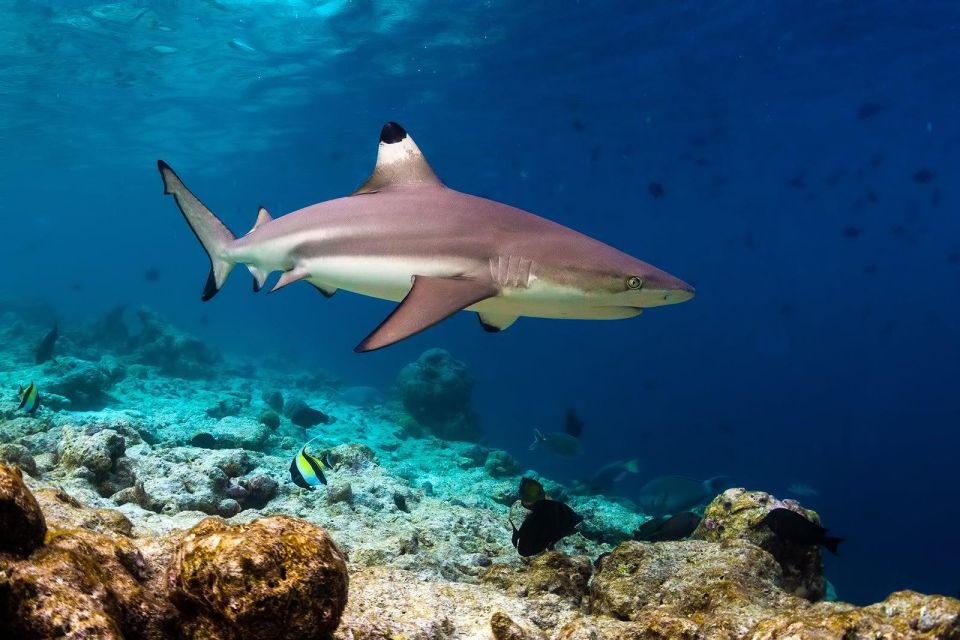 Ko Phi Phi Don: Speedboat Day Trip With Shark Snorkeling - Visiting the Iconic Locations