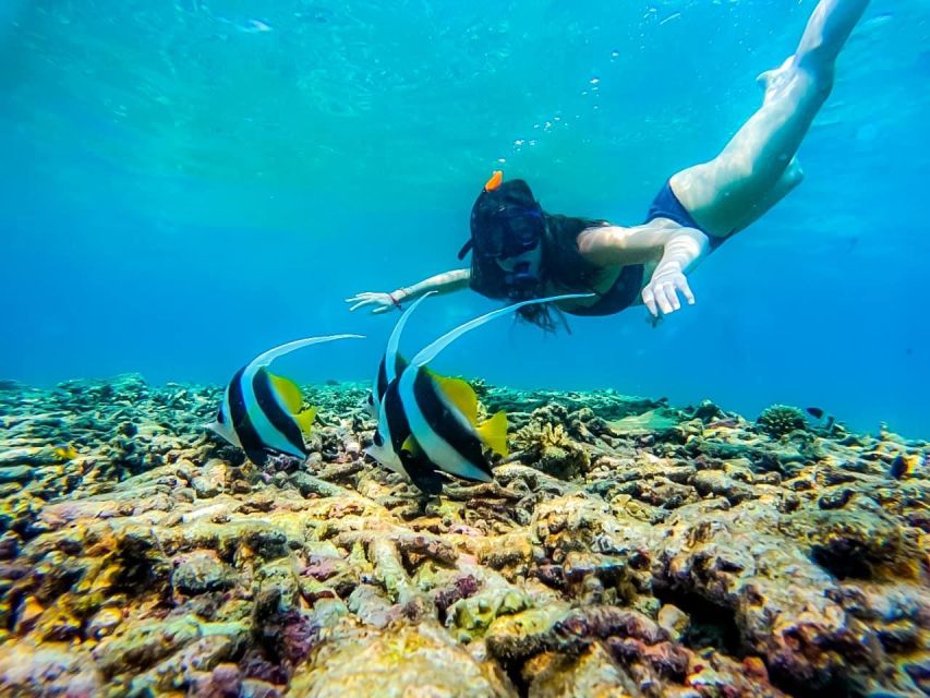 Ko Tao: Snorkeling Day Trip to Koh Nang Yuan With Meals - Getting to Koh Nang Yuan