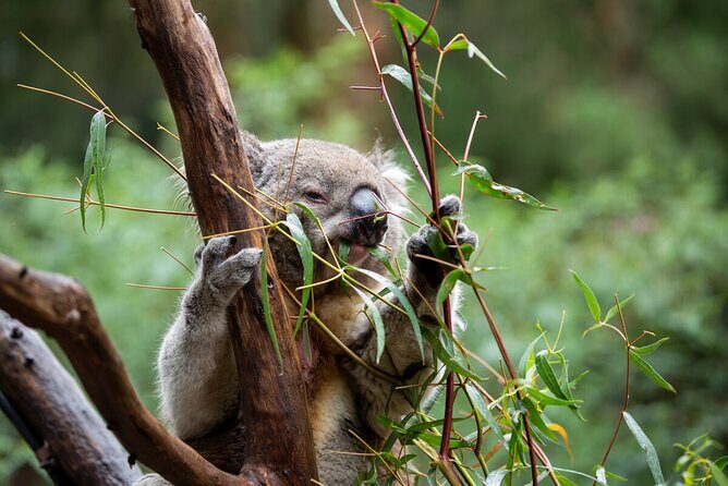 Koala Experience at Healesville Sanctuary - excl. entry - The Sum Up