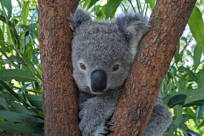Koala & Kangaroos Experience, Waterfalls and Scenic Train Journey - Who Should Consider This Tour?