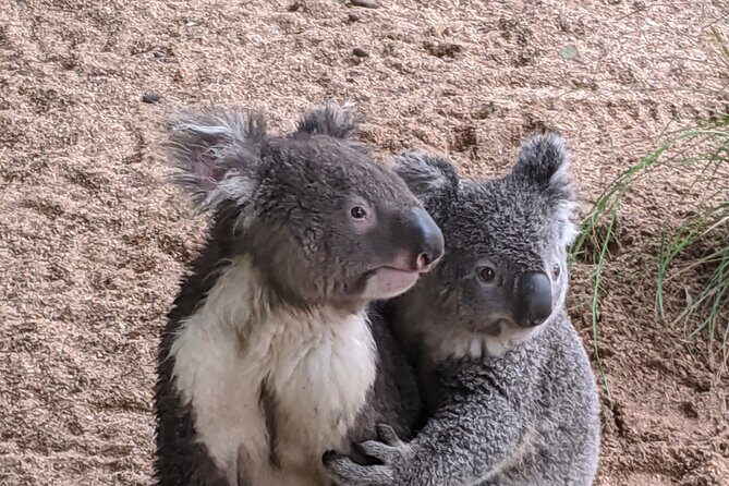 Koala & Kangaroos Experience, Waterfalls and Scenic Train Journey - Final Thoughts