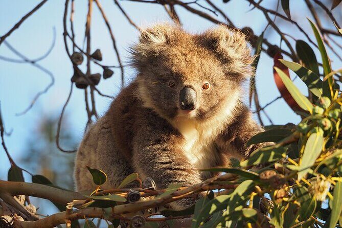 Koala Walking Tour in Kangaroo Island - Key Points