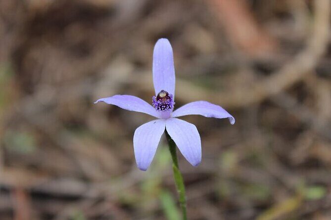 Koala Walking Tour in Kangaroo Island - In-Depth Review: What Makes This Tour Stand Out?