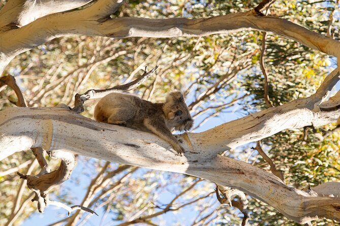 Koala Walking Tour in Kangaroo Island - Practical Information and Tips