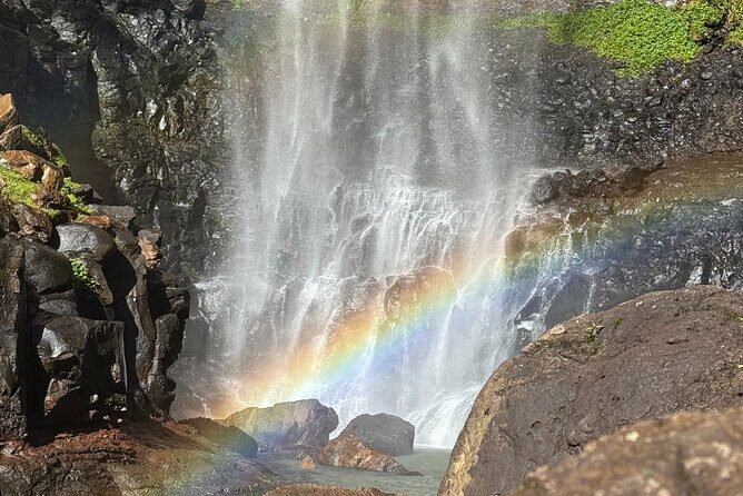 Koalas, 6 Springbrook Waterfalls and Natural Bridge Day Tour - Practical Details and Considerations