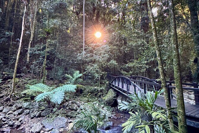 Koalas, 6 Springbrook Waterfalls and Natural Bridge Day Tour - Who Will Love This Tour?