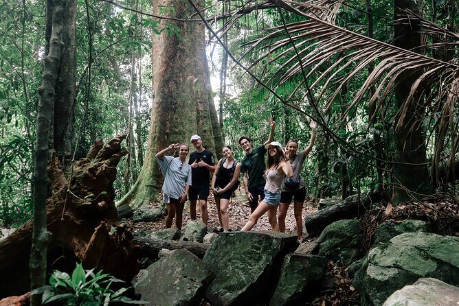 Koalas, 6 Springbrook Waterfalls and Natural Bridge Day Tour - The Sum Up