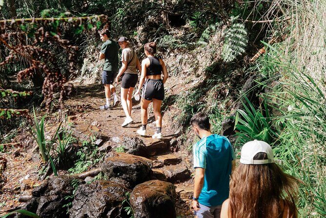 Koalas, 6 Springbrook Waterfalls and Natural Bridge Day Tour - FAQ