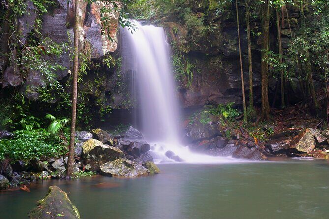 Koalas, Glow Worms & Kangaroos - Nature & Rainforest Walk - Key Points