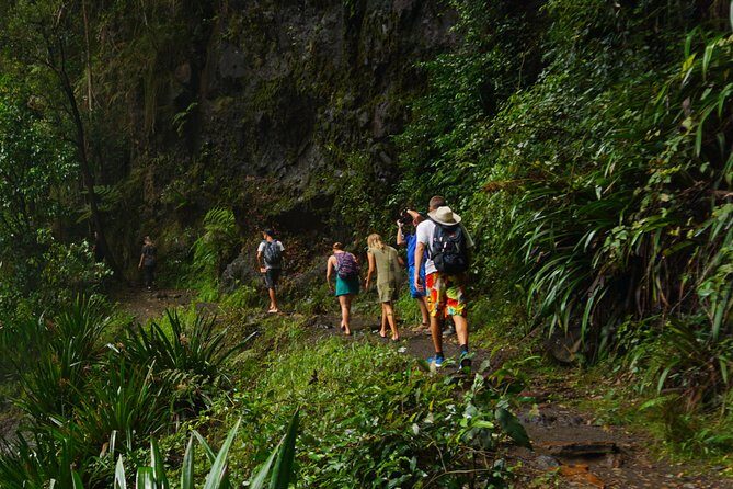 Koalas, Glow Worms & Kangaroos - Nature & Rainforest Walk - An In-Depth Look at the Experience
