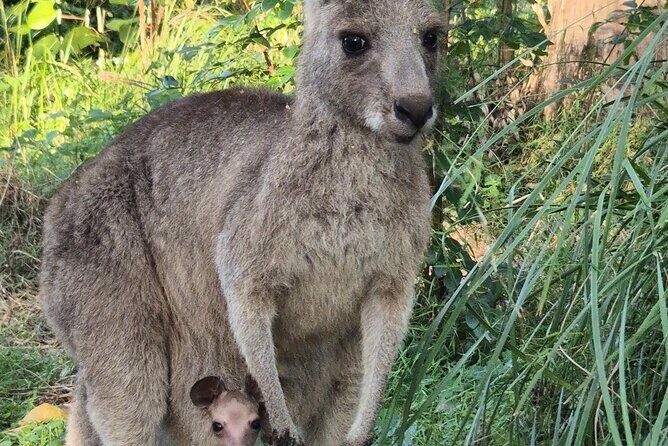 Koalas, Glow Worms & Kangaroos - Nature & Rainforest Walk - The Sum Up