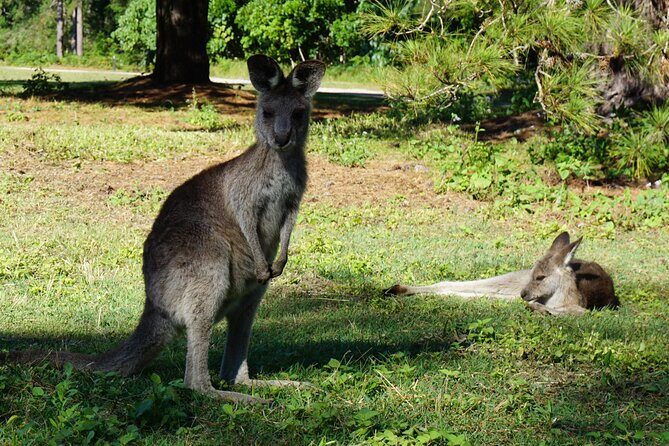 Koalas, Glow Worms & Kangaroos - Nature & Rainforest Walk - FAQ