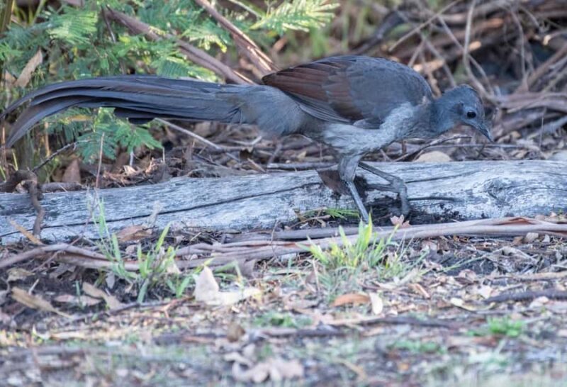 Koalas, Kangaroos and Lyrebirds - Key Points