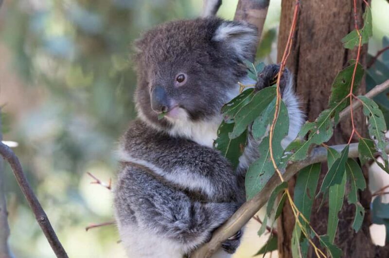 Koalas, Kangaroos and Lyrebirds - What Reviewers Say