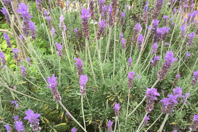 Kobe Private Tour From Osaka (Shore Excursion Available From Osaka or Kobe Port) - Language Options