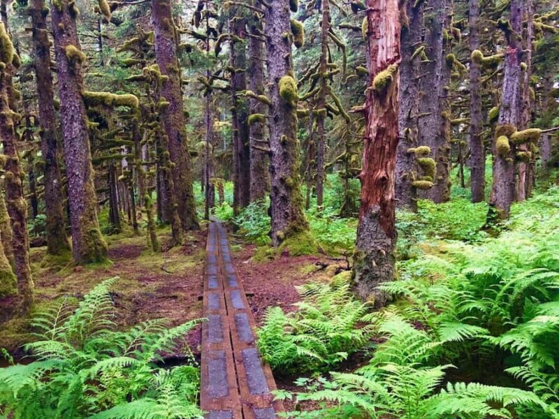 Kodiak: Rainforest Hike with Naturalist Guide - What to Expect During the Hike