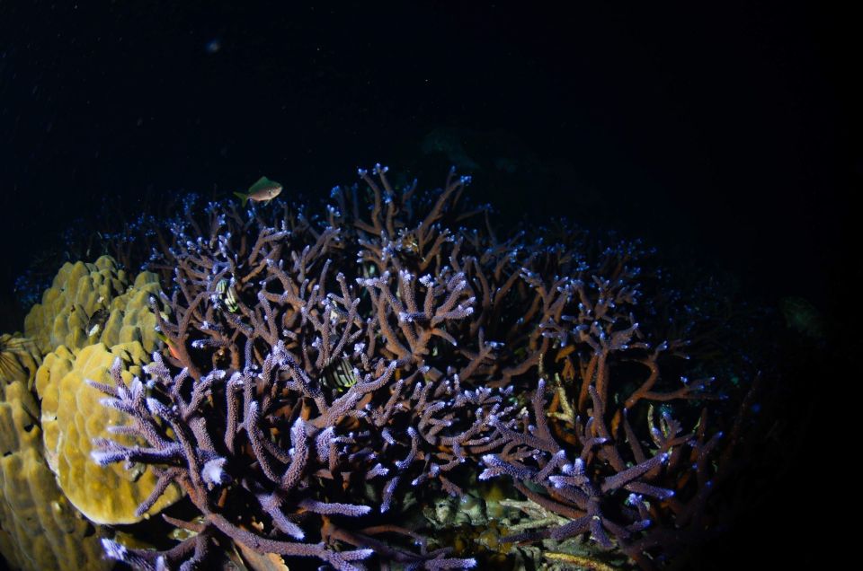 Koh Chang: 2-Day PADI Advanced Open Water Course - Key Points
