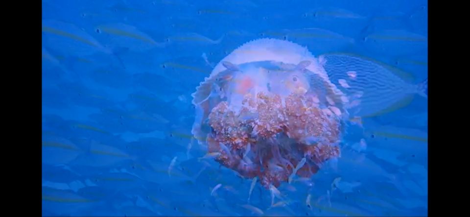 Koh Chang: 3-Day PADI Open Water Scuba Diver Course - Key Points