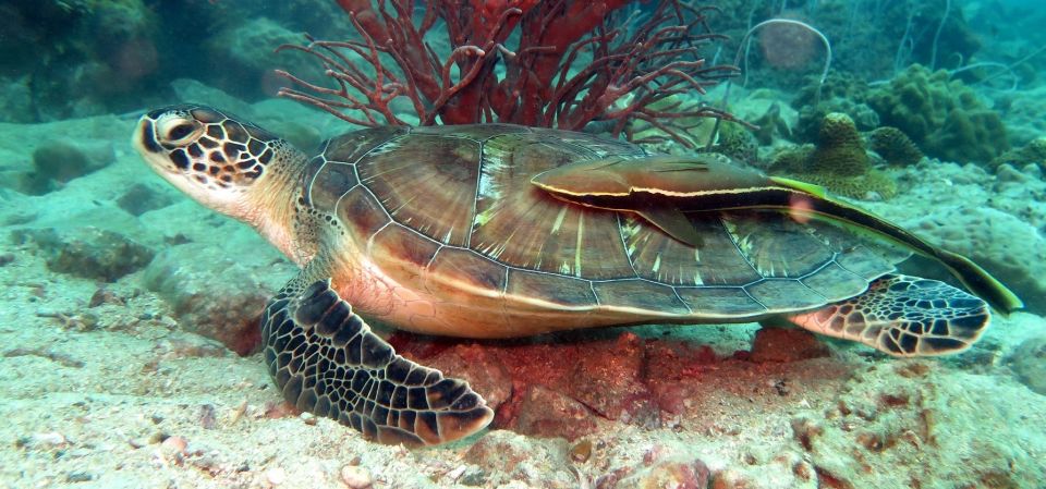 Koh Chang: Half-Day Scuba Diving From Speedboat - Activity Overview