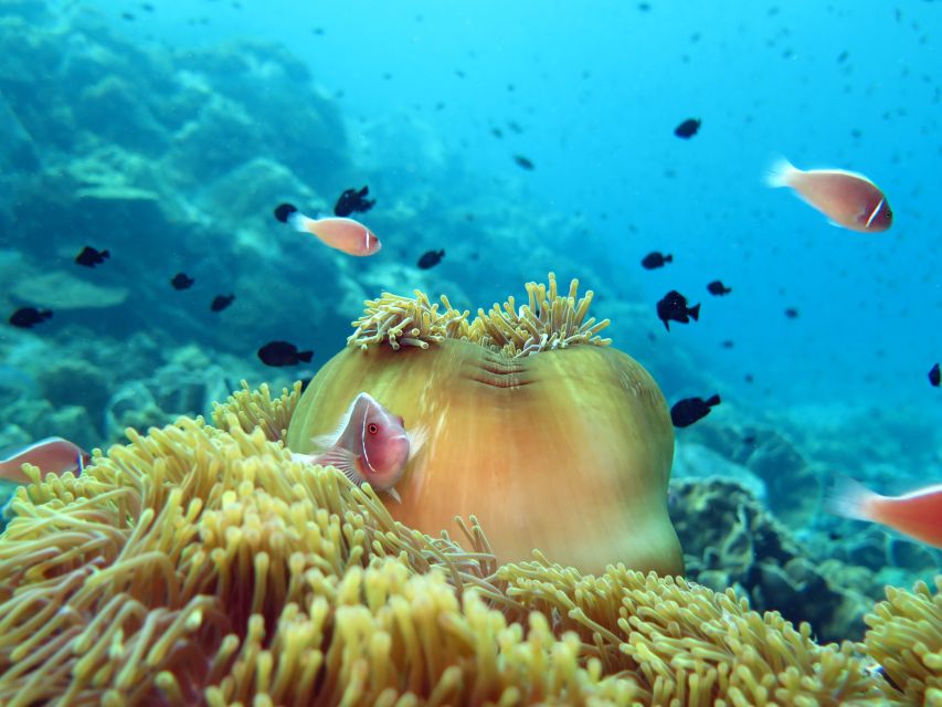Koh Chang: Half-Day Scuba Diving From Speedboat - Pickup Information