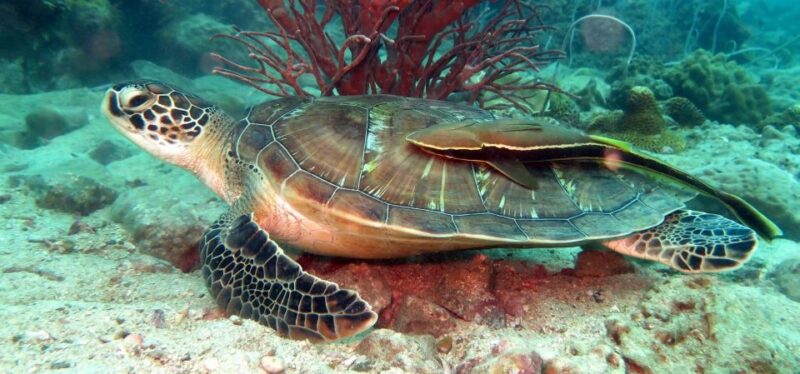 Koh Chang: Half-Day Snorkeling Adventure on a Speedboat - Key Points