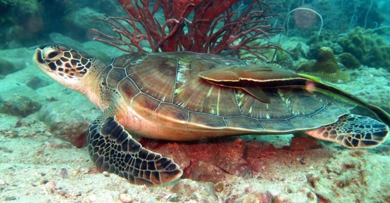 Koh Chang: Half-Day Snorkeling Adventure on a Speedboat - Inclusions and Exclusions