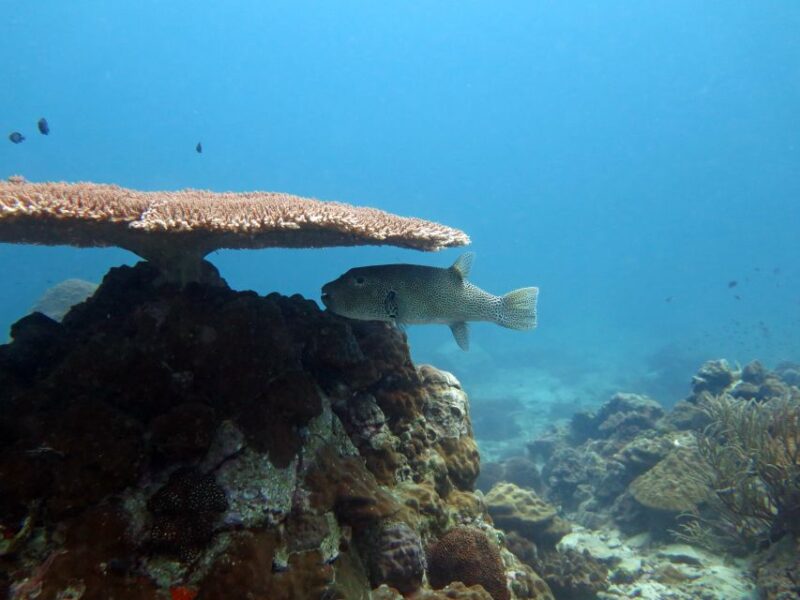 Koh Chang: Half-Day Snorkeling Adventure on a Speedboat - Safety and Restrictions