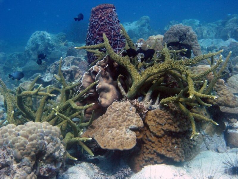 Koh Chang: Half-Day Snorkeling Adventure on a Speedboat - Customer Reviews and Feedback