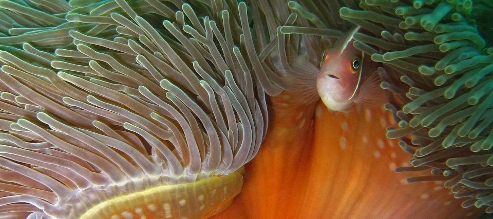 Koh Kood: Discover Scuba Diving for Beginners With 2 Dives - Booking and Cancellation