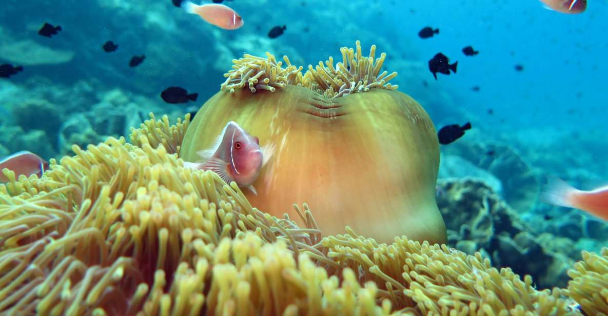Koh Kood or Koh Rang: Snorkeling Day Trip With Buffet Lunch - Itinerary
