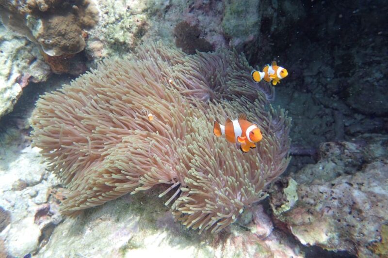Koh Lanta: Adventure Sea Tour to Koh Rok and Koh Haa - Itinerary Highlights