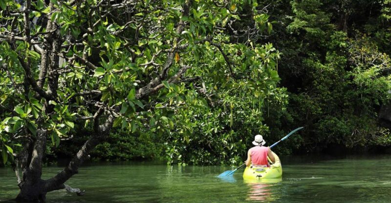 Koh Lanta: Amazon Mangrove Kayaking Tour With Lunch - Key Points