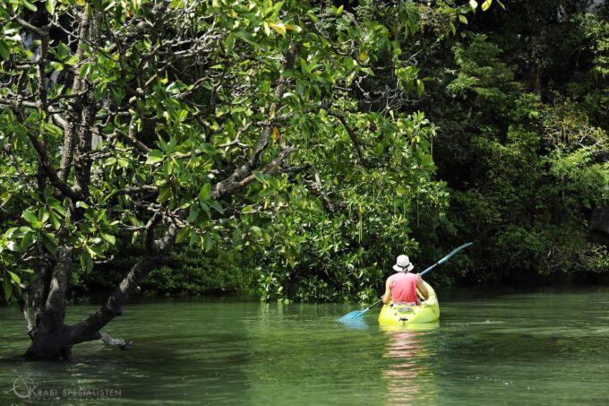 Koh Lanta: Amazon Mangrove Kayaking Tour With Lunch - Exploring the Mangrove Ecosystem
