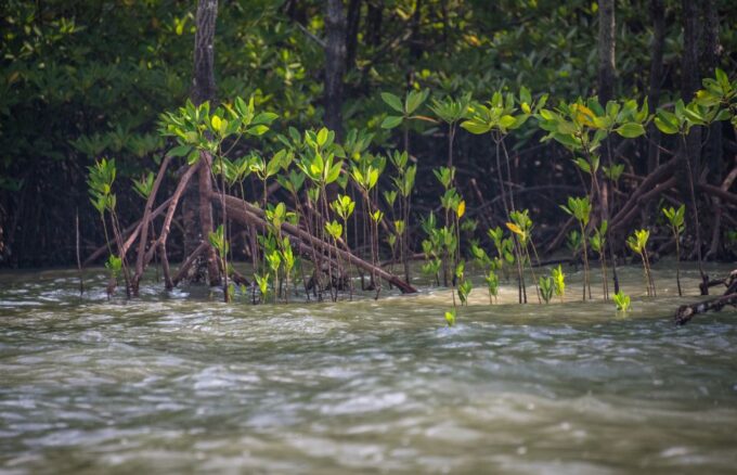 Koh Lanta: Half-Day Sea Cave Kayaking Talabeng - Customer Feedback and Ratings