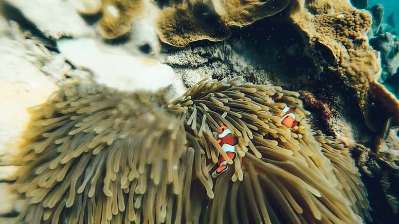 Koh Lipe: 3 Island Snorkeling & Fishing Tour - Accessibility and Accommodations