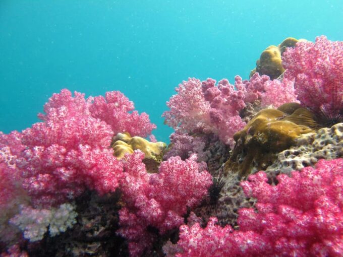 Koh Lipe: 5 Island Snorkeling Trip by Longtail Boat W/ Lunch - Frequently Asked Questions