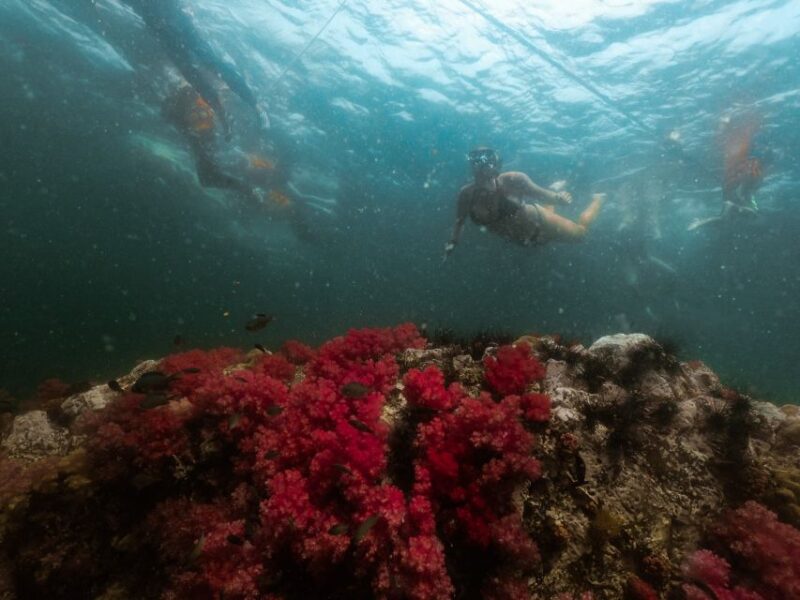 Koh Lipe: Longtail Boat Snorkeling Trip With Lunch - Key Points
