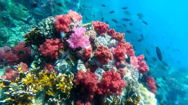 Koh Lipe: Longtail Boat Snorkeling Trip With Lunch - Customer Feedback and Ratings